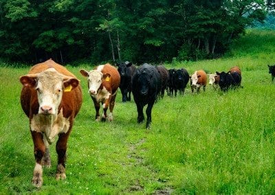 The herd coming down the lane