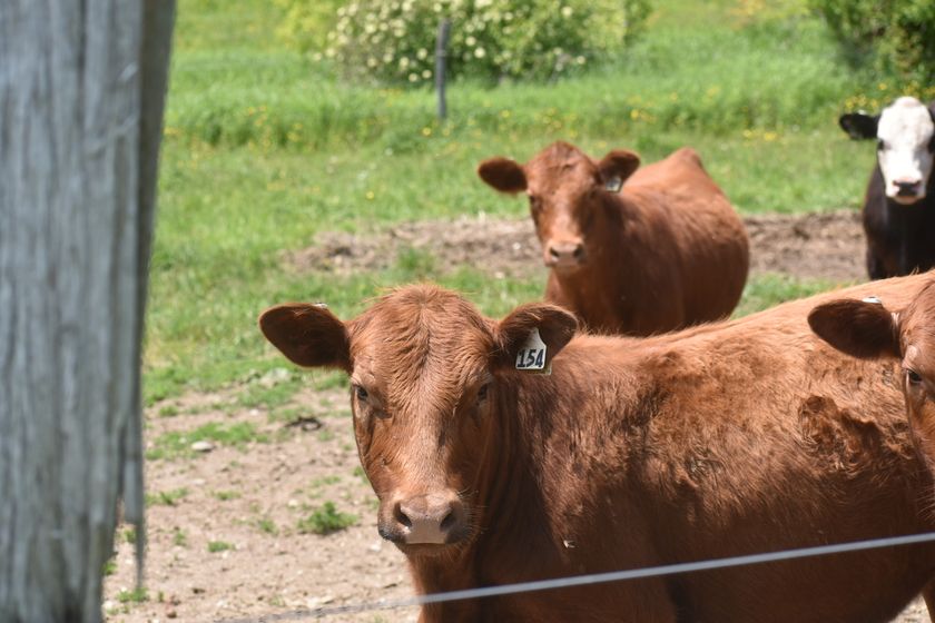 Ear-tagged cattle on pasture — one animal, one grind