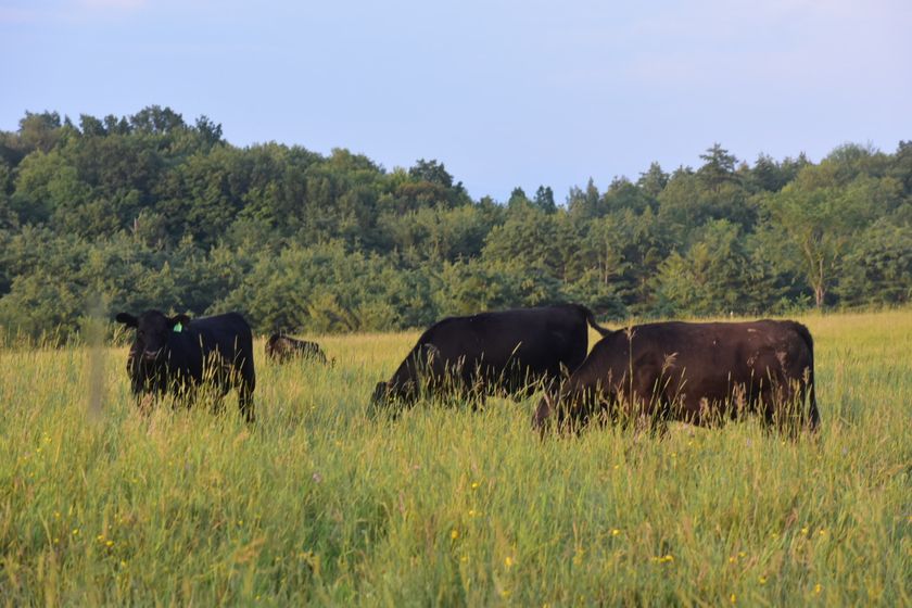 Cattle grazing tall summer pasture, paddock rotation