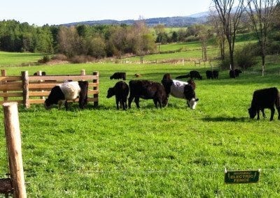 Cattle grazing with the valley beyond