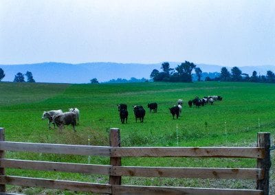 Evening at the wood fence